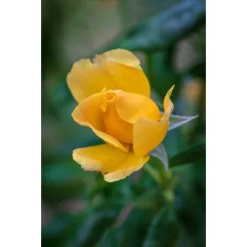 Yellow Rose